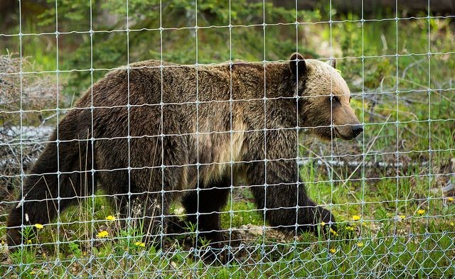 Urso-pardo impedido de acessar a rodovia que corta o Parque Nacional de Banff, no Canadá