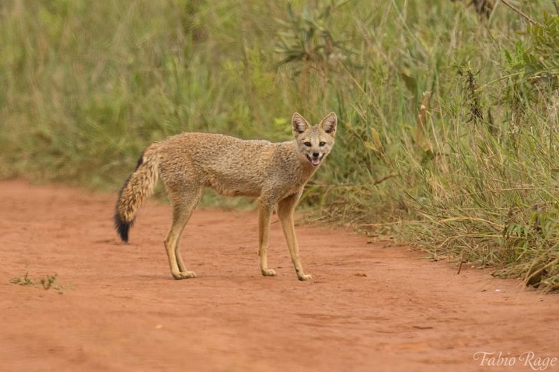 Foto: Fabio A. Rage Dentre os 37 canídeos encontrados no mundo, a nossa raposinha está entre os sete menos estudados