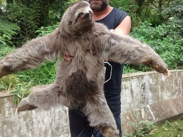 A preguiça foi levada para a mata, ao lado da rodovia