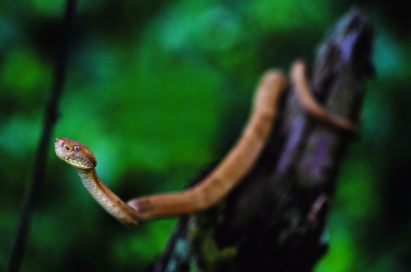 Foto: João Marcos Rosa Espécie, exclusiva da Ilha da Queimada Grande (SP), tem veneno mais potente que a jararaca do continente