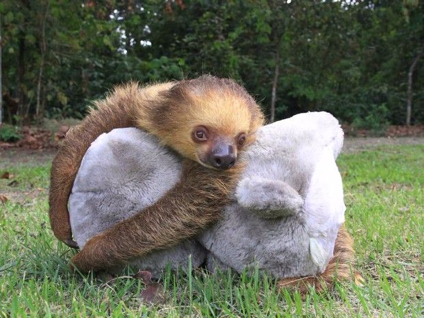 Filhotes abraçam as pelúcias como fariam com suas mães