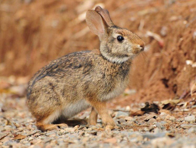O tapiti é o único representante brasileiro da família dos coelhos e lebres