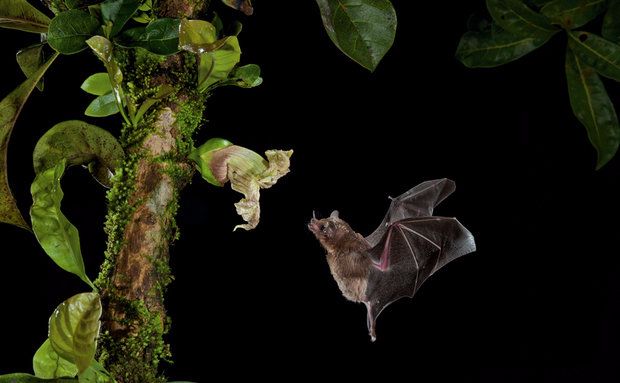 Morcego Glossophaga commissarisi se alimenta de néctar de flores