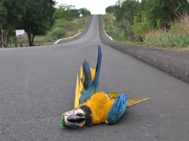 Foto: Marcos dos Reis