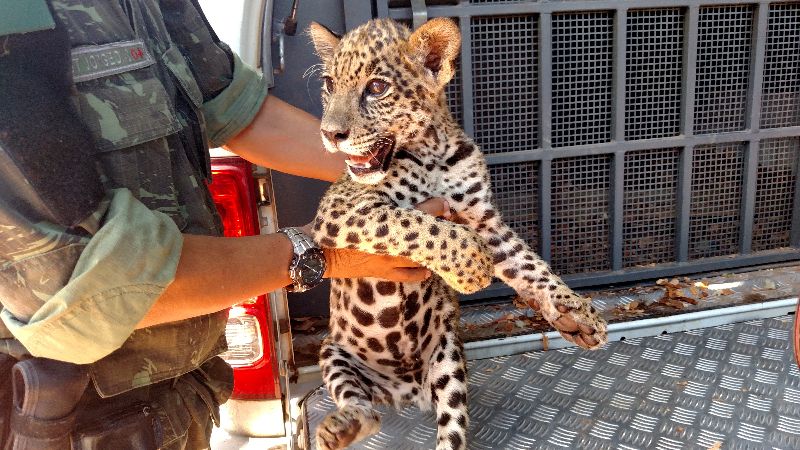 Oncinha teria sido encontrada na BR-364