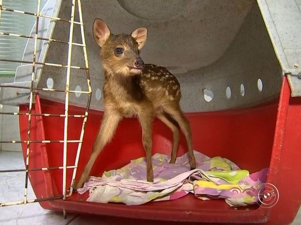 Animal está há mais de 20 dias em clínica particular