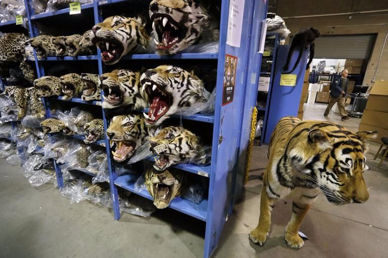 Armazém de produtos feitos de partes de animais apreendidos nos EUA