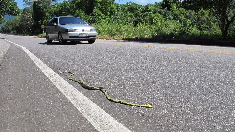 Cobra atropelada na rodovia Rio-Santos (SP): animais de pequeno porte são a maioria das vítimas