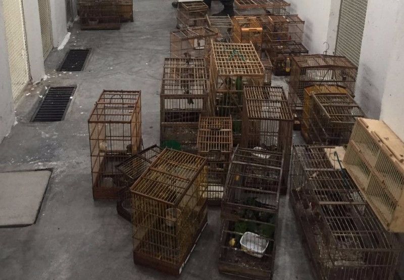 Aves apreendidas pela PM Ambiental da PB