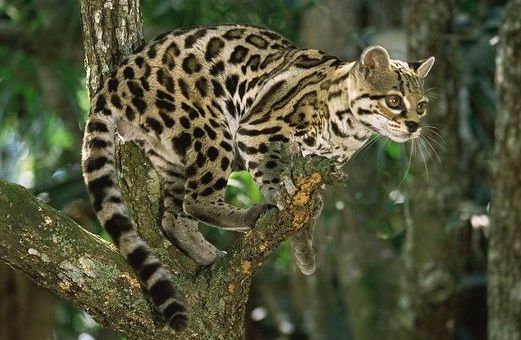 O gato-maracajá tem muita habilidade para se movimentar por troncos e galhos de árvores e arbustos