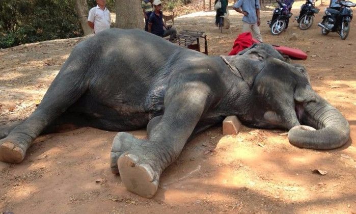 Elefante que morreu no Camboja enquanto transportava turistas