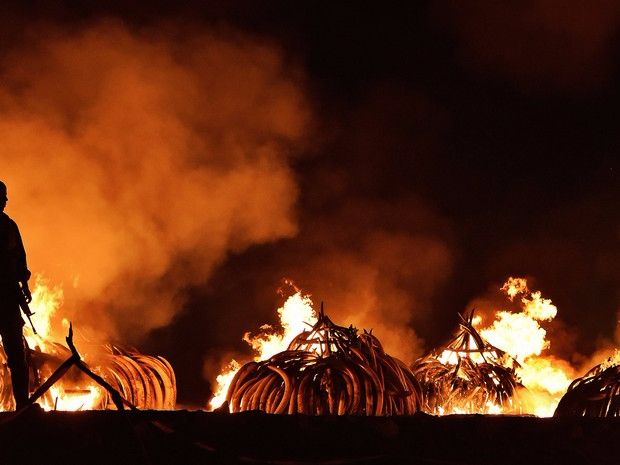 Dezesseis mil presas de elefantes queimando