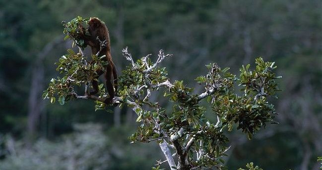 O bugio-marrom é endêmico ao bioma Mata Atlântica no sul da BA, extremo nordeste de MG e extremo norte do ES 