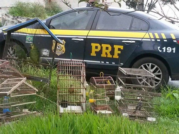 Será que os donos da casa são traficantes ou apenas pessoas que compraram os animais?