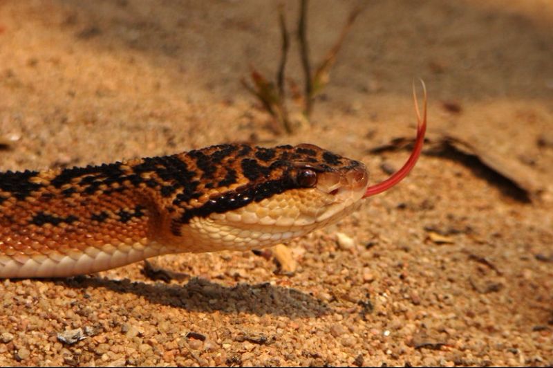 Esta serpente identifica o calor dos animais que caça e segue o rastro térmico de suas presas
