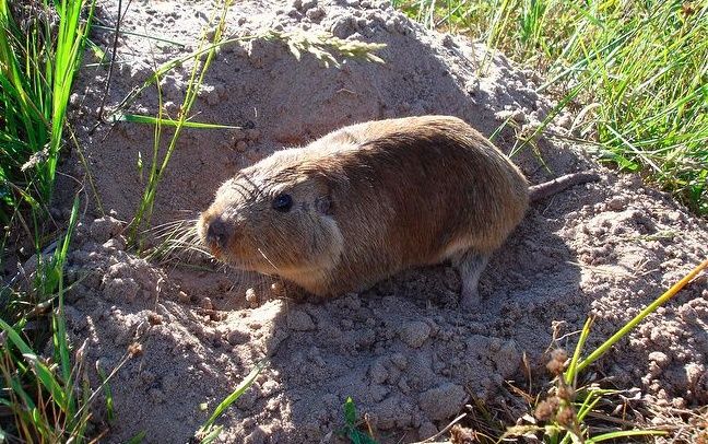 Tuco-tuco da espécie Ctenomys minutus