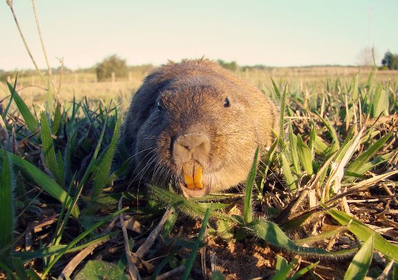 Tuco-tuco da espécie Ctenomys lami