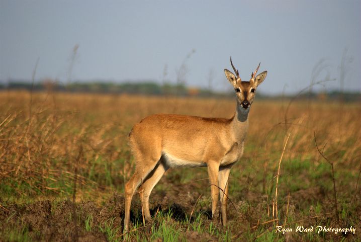 Espécie é comum no Pantanal, mas já foi encontrada em uma área bem maior. Caça e perda de habitat são ameaças