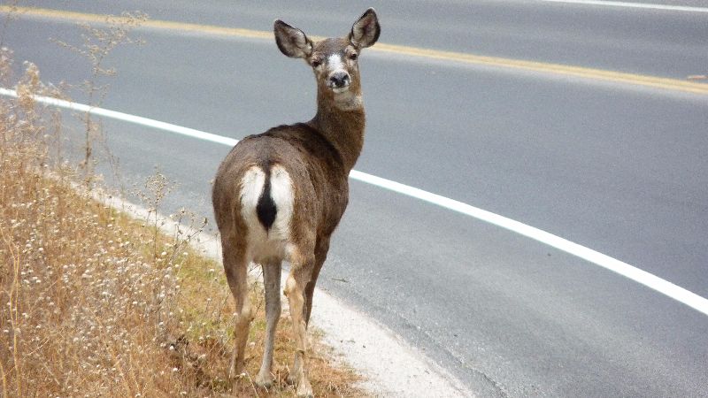 Veado (Odocoileus hemionus) em estrada nos Estados Unidos