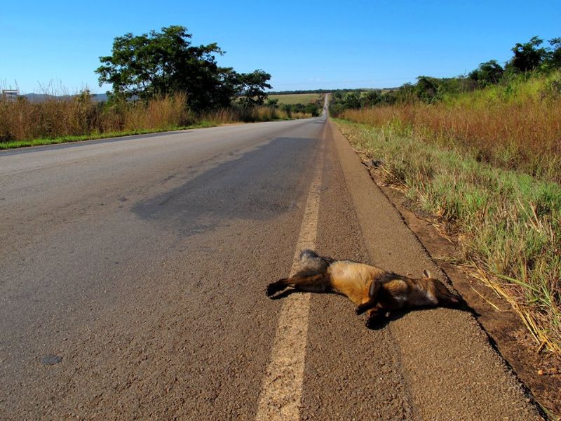 Cachorro-do-mato (Cerdocyon thous): mais um dentre os 475 milhões de animais que morrem todos os anos nas estradas brasileiras