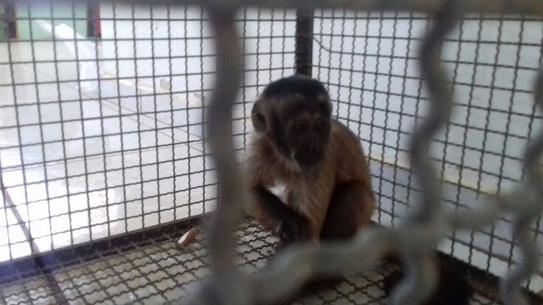 Macaco em gaiola, após a apreensão. Animal seria enviado para Centro de Triagem de Animais Silvestres, em Porto Velho