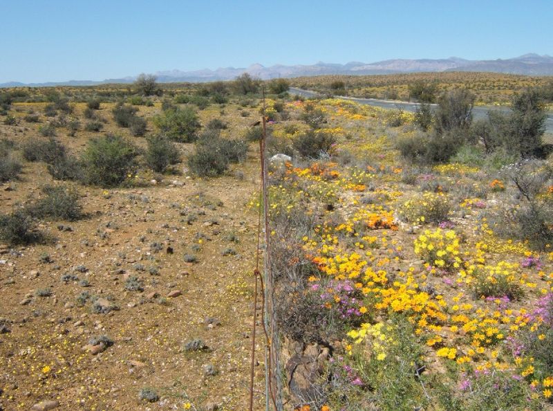Contraste entre densidade de plantas com flores em um ambiente pastejado (esquerda da cerca) e um não-pastejado (direita da cerca) na beira de estrada na África