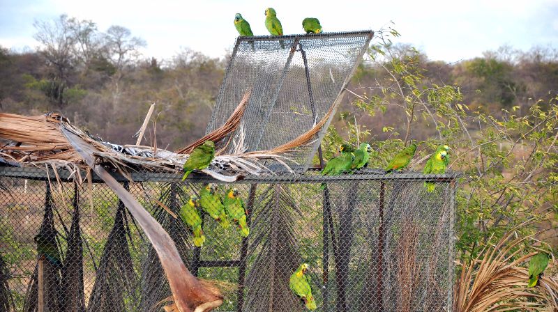 Aves soltas foram apreendidas pelo Ibama e por órgãos de fiscalização dos Estados da região