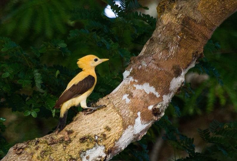 Espécie emprestou nome ao sitio criado por Monteiro Lobato para as aventuras de seus personagens