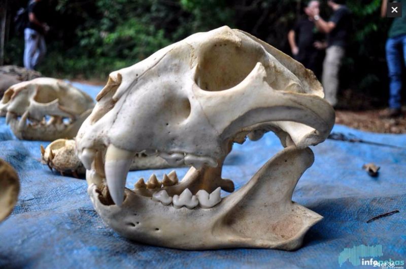 Crânio de felino apreendido no Pará. NA bolívia, cada dente era comprado por 100 dólares por traficante chinês