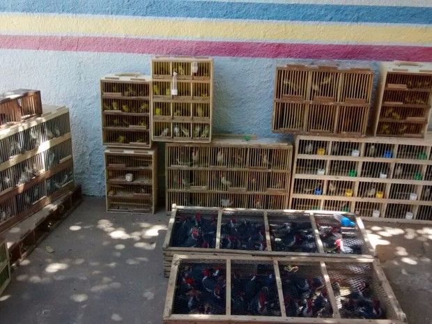 Animais saíram de São Paulo com destino à Caruaru (PE). Desta vez, o Sudeste era o fornecedor