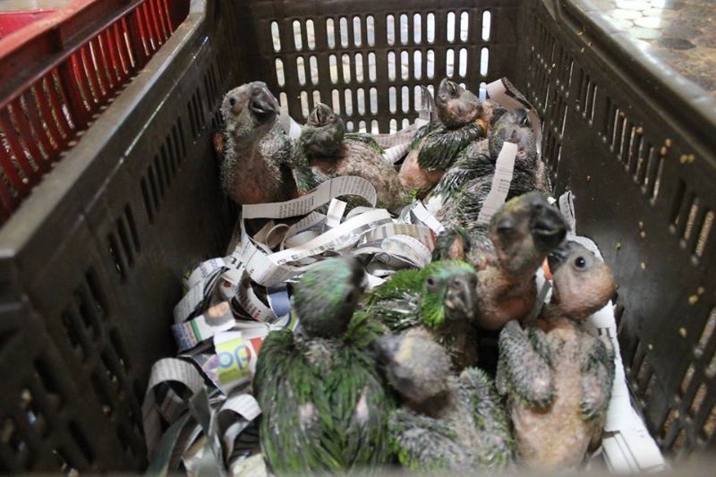 Setembro e outubro são meses críticos para os papagaios-verdadeiros pela coleta dos recém-nascidos por traficantes