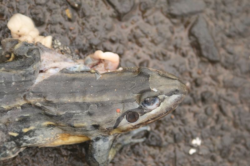 Rã-manteiga (Leptodactylus latrans) morta em uma estrada