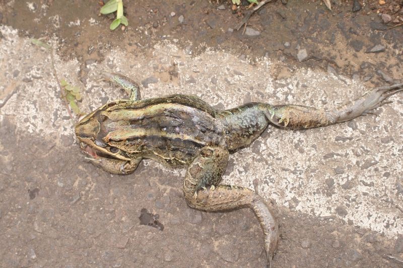 Calor do asfalto pode ser a causa da morte de rãs