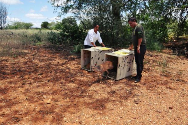 Soltura de veado realizado pela equipe do Cemafauna Caatinga