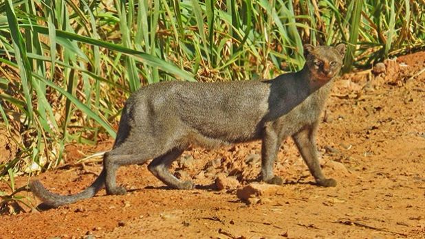 Animais da espécie são difíceis de serem vistos