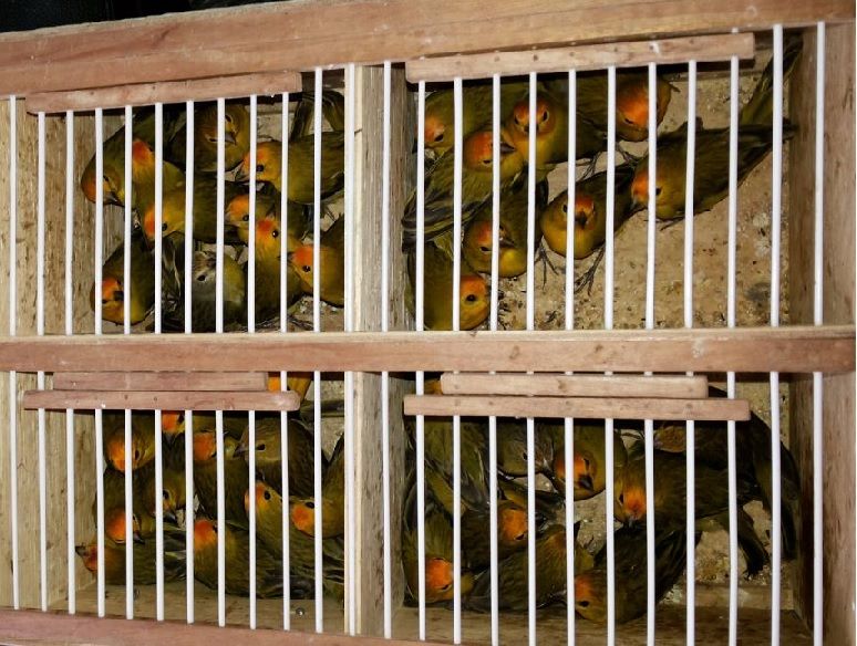 Animais fram levados para o Centro de Triagem de Animais Silvestres (Cetas Tangara), da Agência Estadual de Meio Ambiente (CPRH)