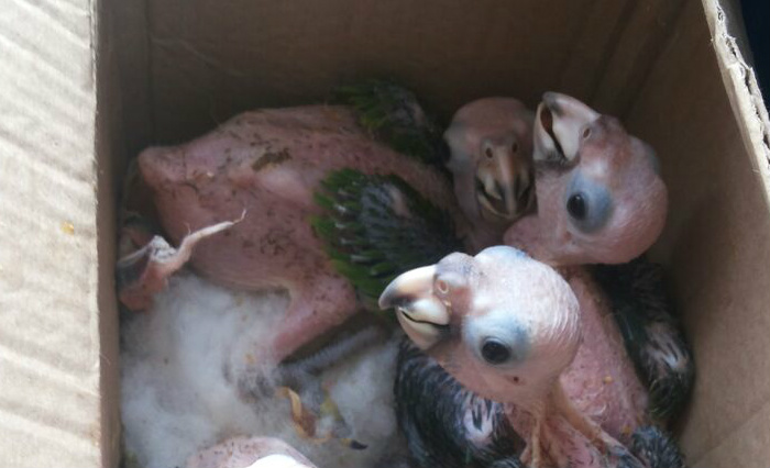 Filhotes de papagaios estavam entre as aves