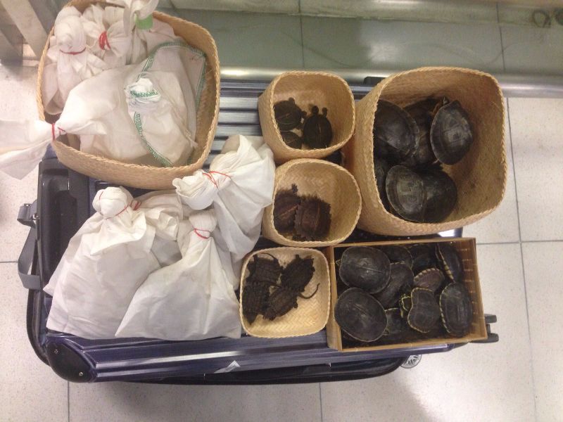 Tartarugas e lagartos raros foram encontrados na mala da japonesa, que viajava com filho de seis meses