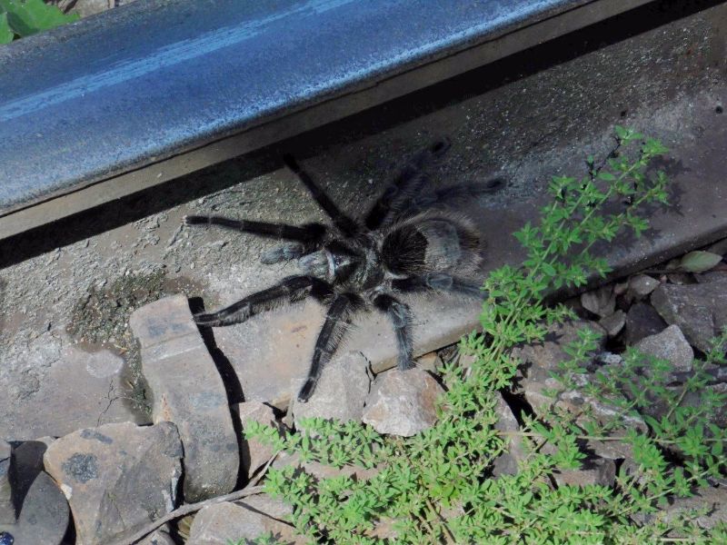 Aranha-caranguejeira registrada junto aos trilhos na Ferrovia do Trigo (RS)