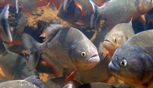 A piranha, sim, um predador voraz. Mas o cinema e a fama fizeram dela um monstro que não corresponde à realidade