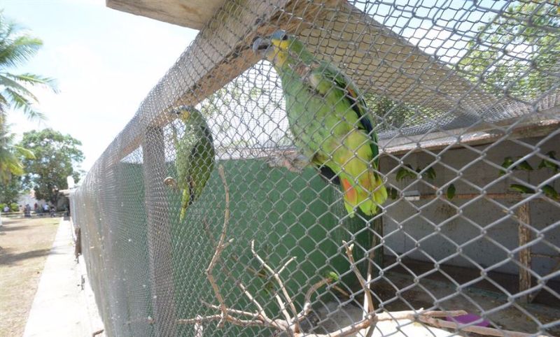 Foto: Arthur Mota/Folha de Pernambuco Cetas em PE: uma boa rede de centros é importante, mas não resolve o problema dos animais apreendidos