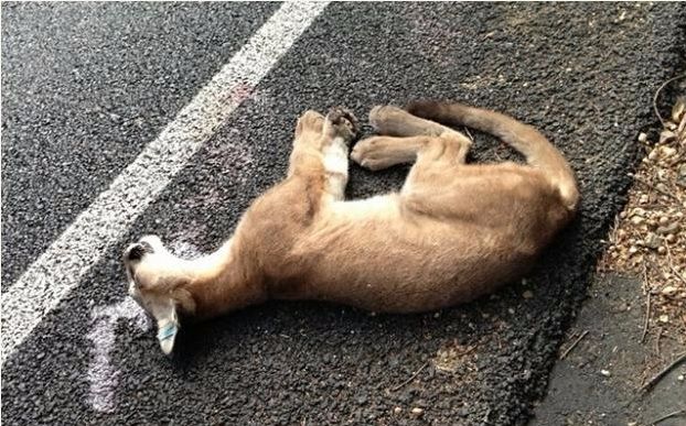 Jovem leão-da-montanha, ou onça-parda, atropelado em rodovia na Califórnia (EUA)