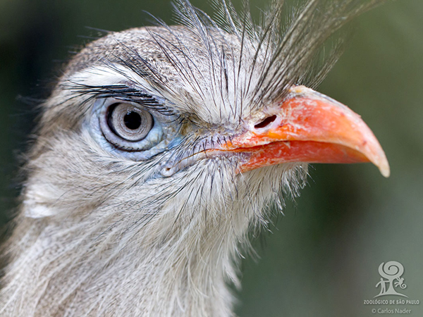 A seriema é um das raras aves com pestanas