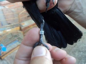 Como verificar anilhas tão pequenas sem pegar o pássaro?