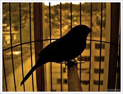 O Estado brasileiro ainda incentiva a criação de pássaros em gaiolas