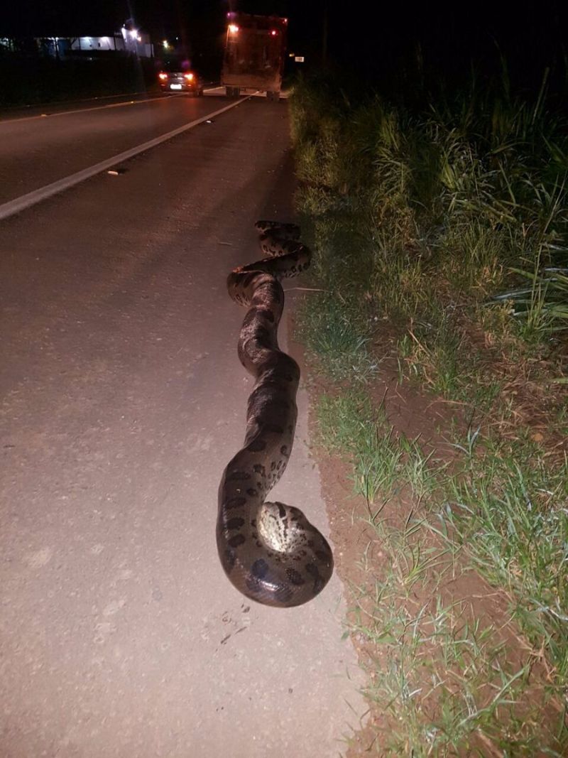 Animal teria sido atropelado por um caminhão
