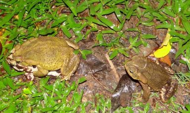Como todo anfíbio anuro, precisa manter a sua pele sempre úmida