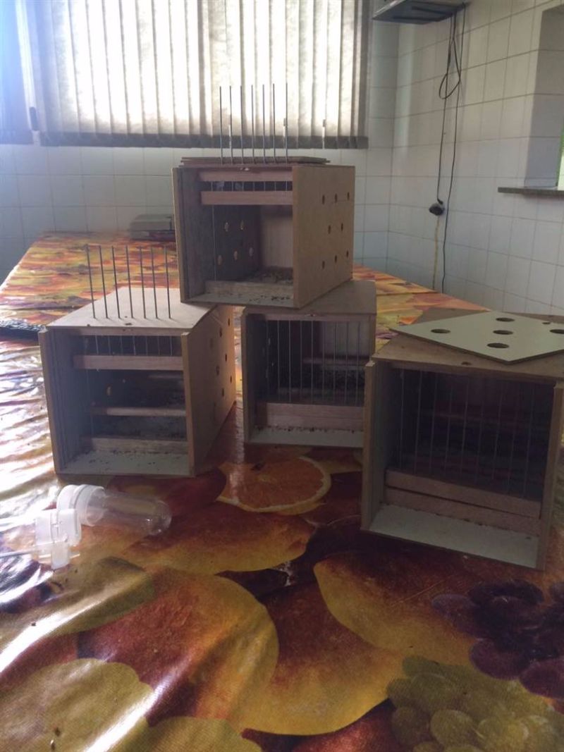 Caixas onde eram transportadas as aves
