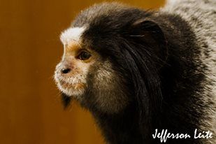 Um número muito alto de macacos, de várias espécies, inclusive ameaçadas de extinção, estão morrendo nas áreas com epidemia