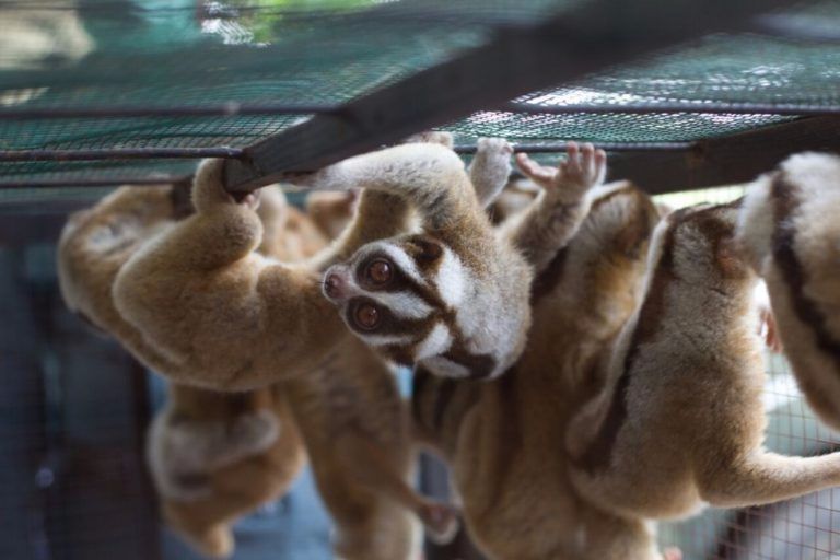 Lóris resgatados de traficantes de animais